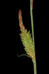 Upright sedge